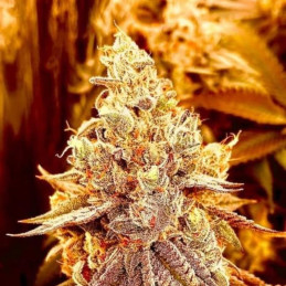 Strawberry Gorilla Auto