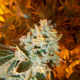 White Widow x Big Bud