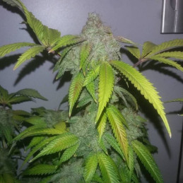 White Crystal Meth Auto