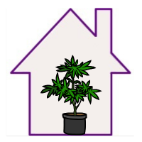 Cannabissamen für den Indoor-Anbau