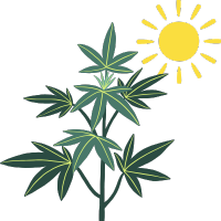 Cannabissamen für den Outdoor-Anbau