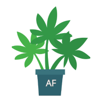 Autoflowering Cannabissamen (Automatische)