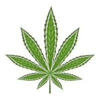 Sativa Cannabis Samen