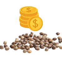 Günstige Cannabissamen