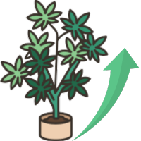 Schnellsten Cannabissorten