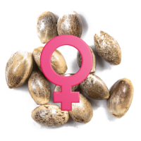 Feminisierte Cannabissamen