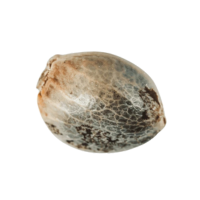 Besten Cannabissamen