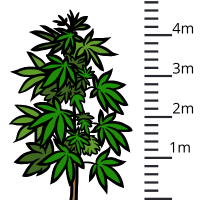 Größte Cannabissorten