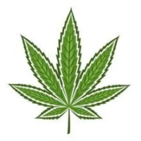 Hybride Cannabissamen