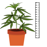 Niedrige Cannabissorten