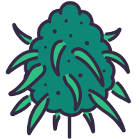 Cannabissorten mit hohem Ertrag