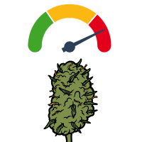 Die stärksten Cannabissorten