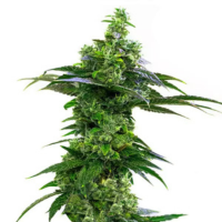 Amnesia – legendäre Cannabissorte mit Sativa-Dominanz