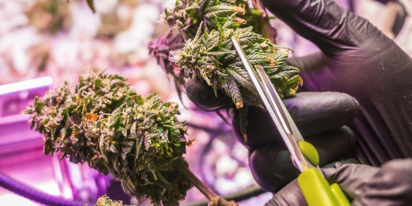 Ernte von Cannabis: wann den richtigen Zeitpunkt wählen