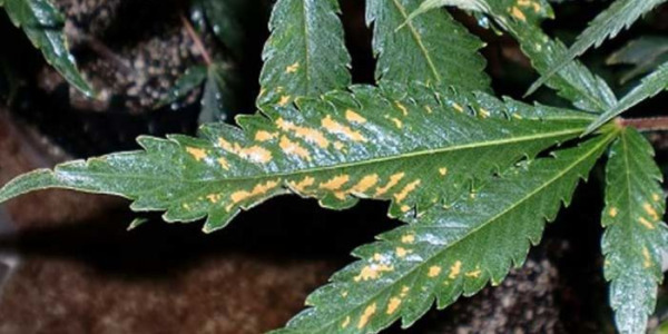 Nährstoffmängel und -überschuss bei Cannabis-Anbau