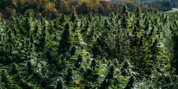 Welche Autoflowering-Cannabissorten sollte man wählen?