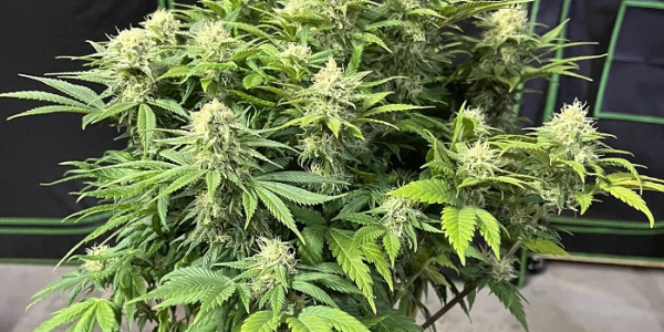 Was sind Autoflowering Cannabis-Samen?