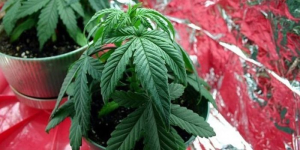 Wasserüberschuss oder Wassermangel im Cannabisanbau