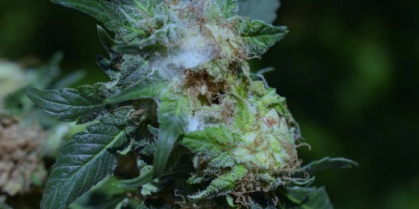 Wie man der Schimmelbildung bei Cannabis vorbeugt