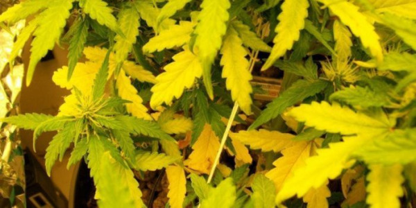 Gelbe Cannabisblätter: Ursachen und Behandlung