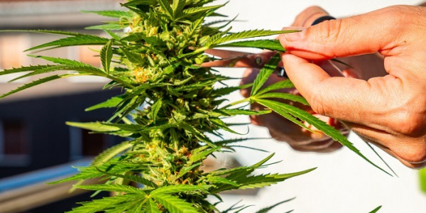 Wann sollte man Cannabispflanzen ernten?
