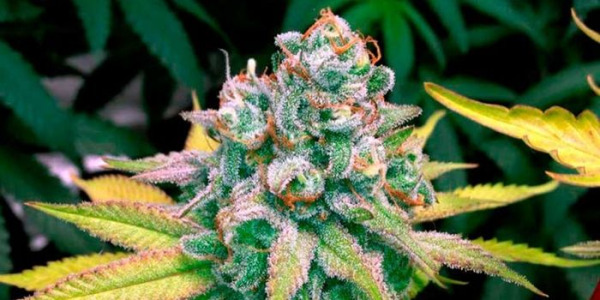 Wann beginnt die Blütephase von Cannabis?