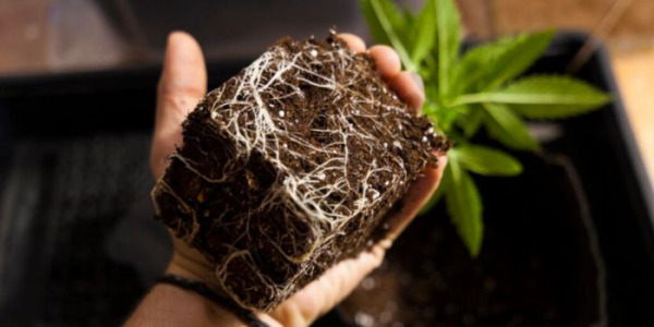 Wann und wie setzt man cannabis-Sämlinge richtig um?