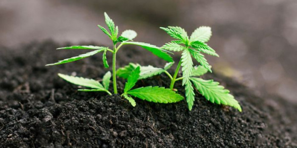 Welche Erde für den Anbau von autoflowering Cannabis-Sorten?