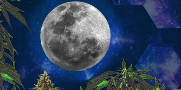 Anbau von Cannabis im Einklang mit den Mondphasen